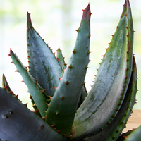 Aloe Ferox, South African Succulent Plant