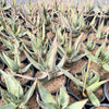 Aloe Ferox, South African Succulent Plant