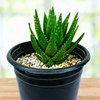 Aloe Nobilis, Golden Tooth Succulent Plant