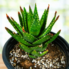 Aloe Nobilis, Golden Tooth Succulent Plant