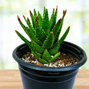 Aloe Nobilis, Golden Tooth Succulent Plant