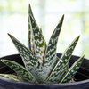 Aloe Variegata, Partridge Breast Aloe Succulent Plant 