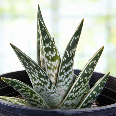 Aloe Variegata, Partridge Breast Aloe Succulent Plant 