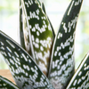 Aloe Variegata, Partridge Breast Aloe Succulent Plant 