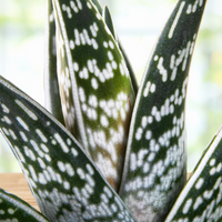 Aloe Variegata, Partridge Breast Aloe Succulent Plant 