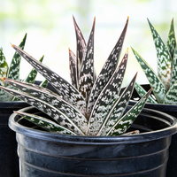 Aloe Variegata, Partridge Breast Aloe Succulent Plant 