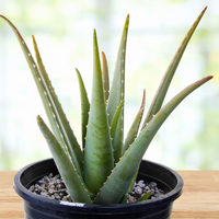 Aloe Barbadensis, Aloe Vera Landscape Succulent Plant