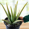 Aloe Barbadensis, Aloe Vera Landscape Succulent Plant