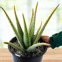 Aloe Barbadensis, Aloe Vera Landscape Succulent Plant