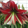 Amaryllis - Ruby Star By Easy To Grow Bulbs