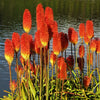 Kniphofia 1 Bare Root - Amazing Fun Torch Lily By Easy to Grow Bulbs