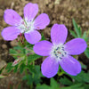 Geranium Tapestry Mix 6 Bareroots (Perennial Hardy Cranesbill)