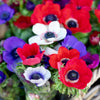 Anemone 60 Bulbs - Monarch de Caen Mix By Easy To Grow Bulbs