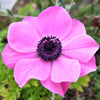 Anemone 20 Bulbs - Rosea By Easy To Grow Bulbs