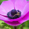 Anemone 20 Bulbs - Rosea By Easy To Grow Bulbs