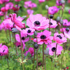 Anemone 20 Bulbs - Rosea By Easy To Grow Bulbs