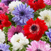 Anemone 60 Bulbs - St. Brigid Mix By Easy To Grow Bulbs