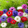 Anemone 60 Bulbs - St. Brigid Mix By Easy To Grow Bulbs