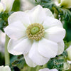 Anemone 20 Bulbs - The Bride By Easy To Grow Bulbs