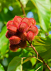 Bixa orellana - Annatto Achiote Shrub / Tree - Live Plant