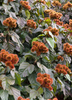 Bixa orellana - Annatto Achiote Shrub / Tree - Live Plant