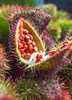 Bixa orellana - Annatto Achiote Shrub / Tree - Live Plant
