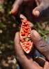 Bixa orellana - Annatto Achiote Shrub / Tree - Live Plant