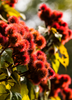 Bixa orellana - Annatto Achiote Shrub / Tree - Live Plant