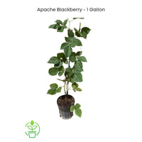 Rubus fruticosus 'Apache' Blackberry Vine, Thornless Live Fruit Plant