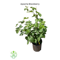 Rubus fruticosus 'Apache' Blackberry Vine, Thornless Live Fruit Plant