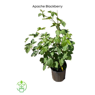 Rubus fruticosus 'Apache' Blackberry Vine, Thornless Live Fruit Plant