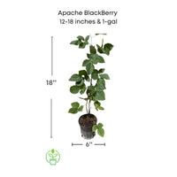 Rubus fruticosus 'Apache' Blackberry Vine, Thornless Live Fruit Plant