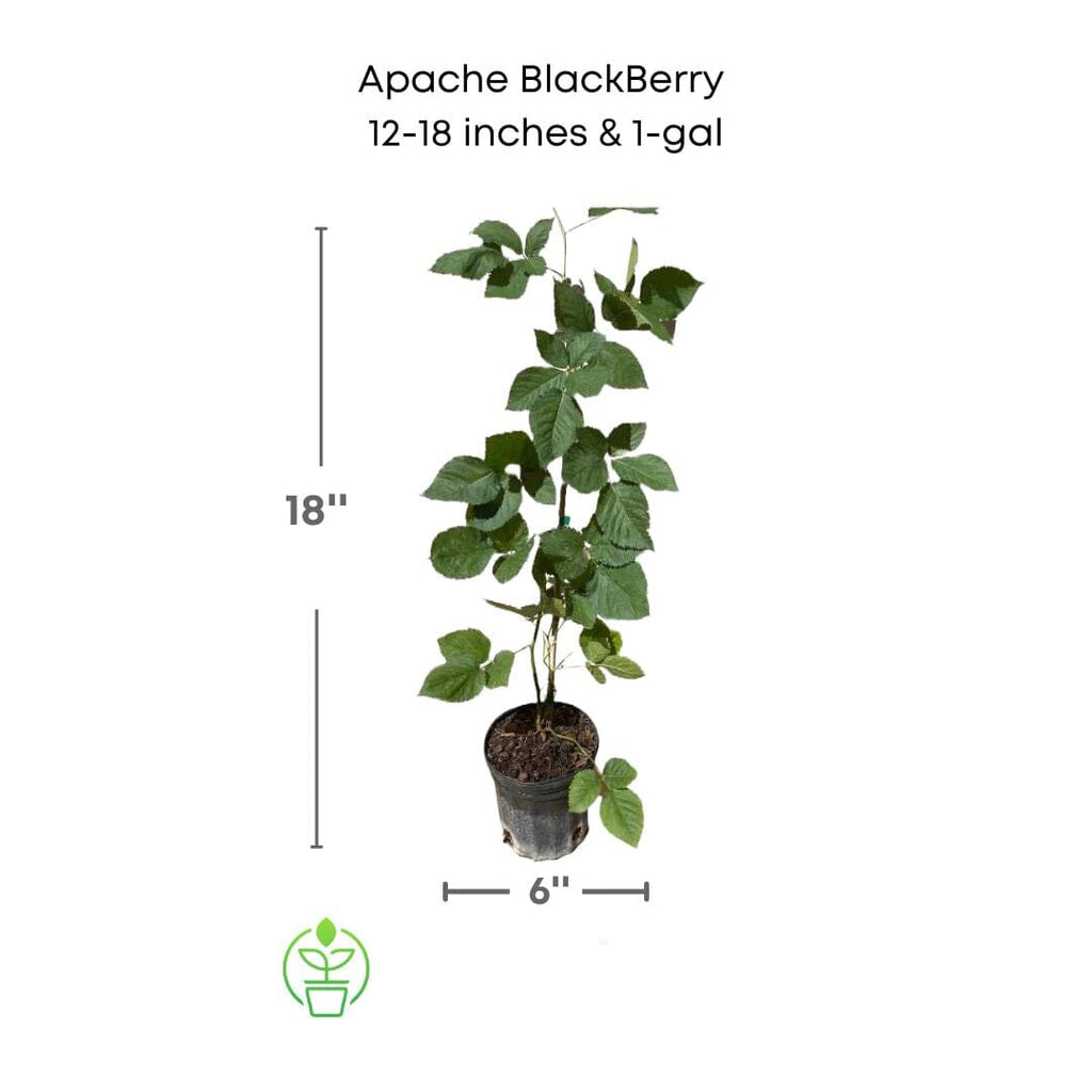 Rubus fruticosus 'Apache' Blackberry Vine, Thornless Live Fruit Plant