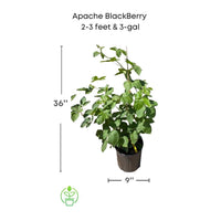 Rubus fruticosus 'Apache' Blackberry Vine, Thornless Live Fruit Plant