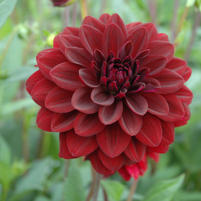 Dahlia Bulbs - Arabian Night By Easy To Grow Bulbs