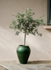 Olea europea 'Arbequina', Hardy Olive Tree - Live Plant