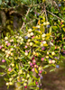 Olea europea 'Arbequina', Hardy Olive Tree - Live Plant