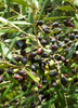 Olea europea 'Arbequina', Hardy Olive Tree - Live Plant