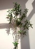 Olea europea 'Arbequina', Hardy Olive Tree - Live Plant