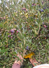 Olea europea 'Arbequina', Hardy Olive Tree - Live Plant