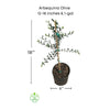 Arbequina Olive Tree, Semi-Dwarf Live Plant