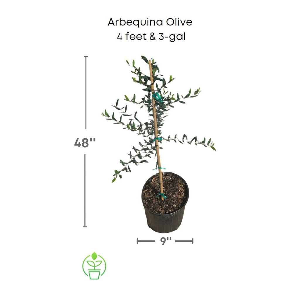 Arbequina Olive Tree, Semi-Dwarf Live Plant