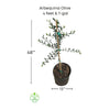 Arbequina Olive Tree, Semi-Dwarf Live Plant