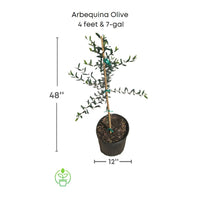 Arbequina Olive Tree, Semi-Dwarf Live Plant