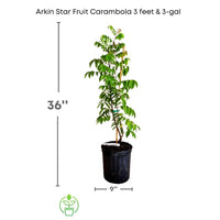 Averrhoa Carambola 'Arkin Star fruit' Tree, Grafted Live Plant