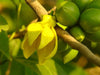 Artabotrys Hexapetalus 5 seeds, Fragrant Ylang Ylang Vine Manorangini