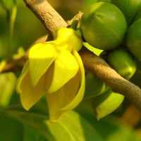 Artabotrys Hexapetalus 5 seeds, Fragrant Ylang Ylang Vine Manorangini