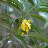 Artabotrys Hexapetalus 5 seeds, Fragrant Ylang Ylang Vine Manorangini