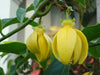 Artabotrys Hexapetalus 5 seeds, Fragrant Ylang Ylang Vine Manorangini