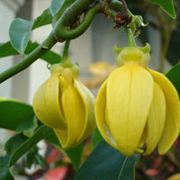 Artabotrys Hexapetalus 5 seeds, Fragrant Ylang Ylang Vine Manorangini